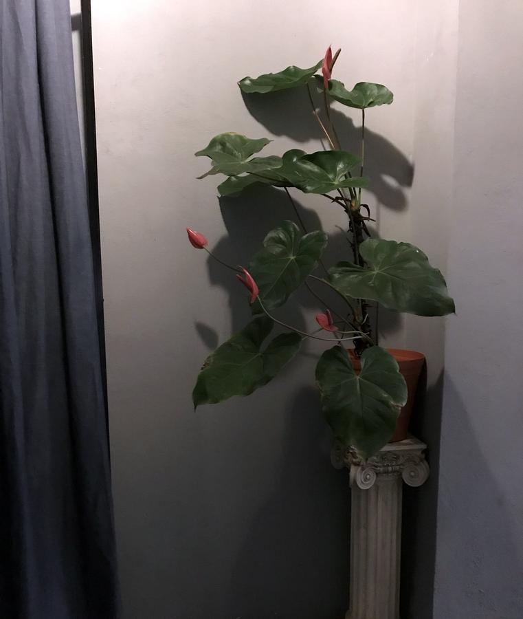 Colonia Americana Two Level Loft Гуадалахара Екстериор снимка